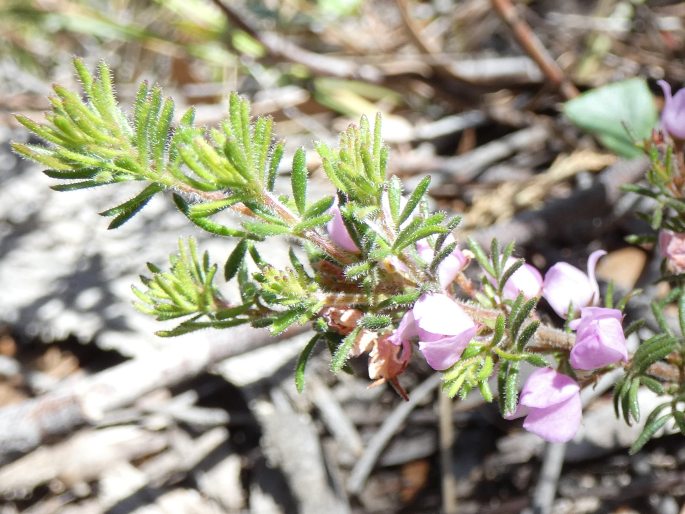 Boronia pilosa