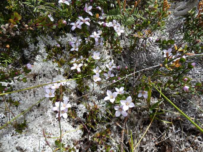 Boronia rhomboidea