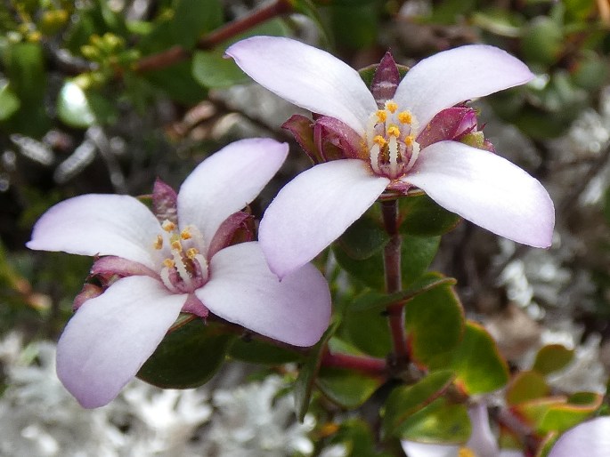 Boronia rhomboidea