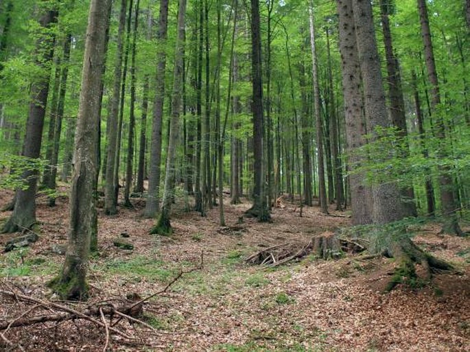 Boubínsko-stožecká hornatina, Boubínský prales – národní přírodní rezervace