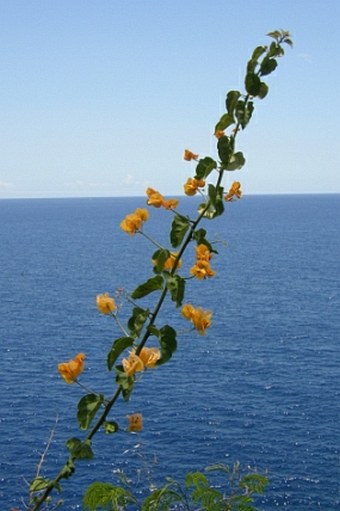 Bougainvillea glabra