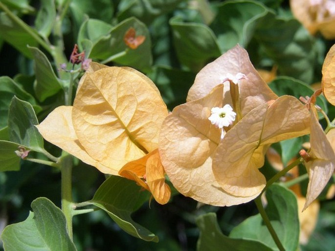 Bougainvillea glabra