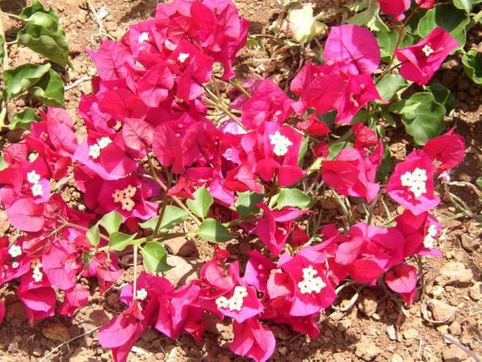 Bougainvillea glabra