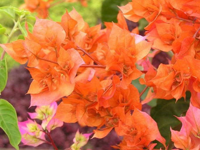 Bougainvillea glabra