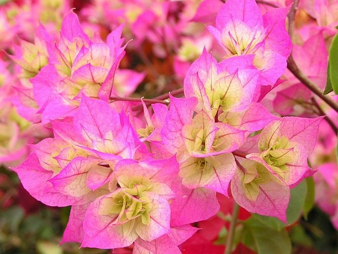 Bougainvillea glabra