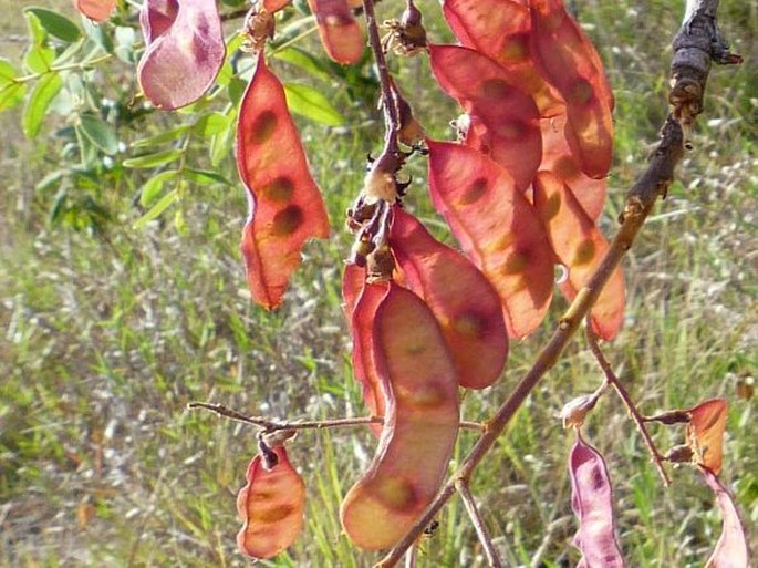 Bowdichia virgilioides