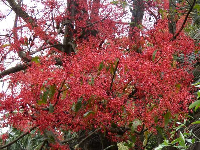 Brachychiton acerifolius