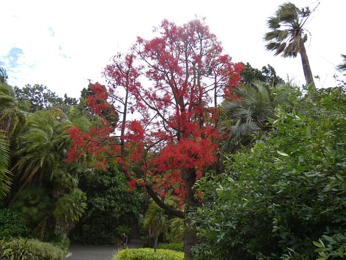 Brachychiton acerifolius