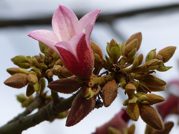 Brachychiton discolor