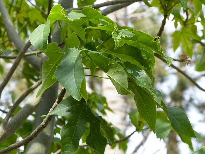 Brachychiton discolor