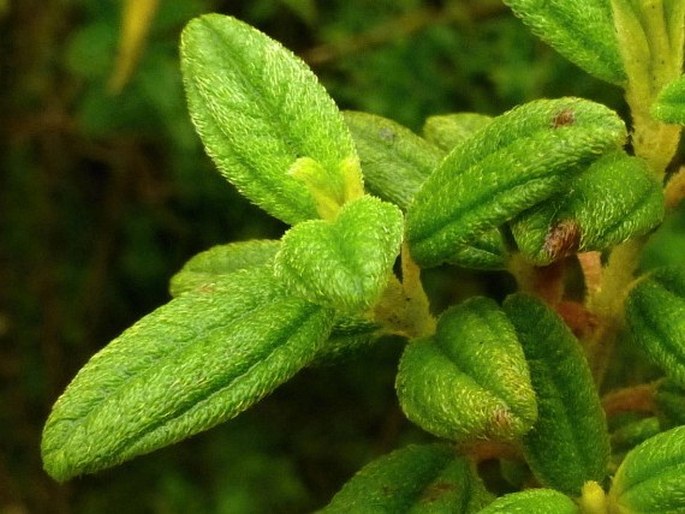 Brachyotum ledifolium