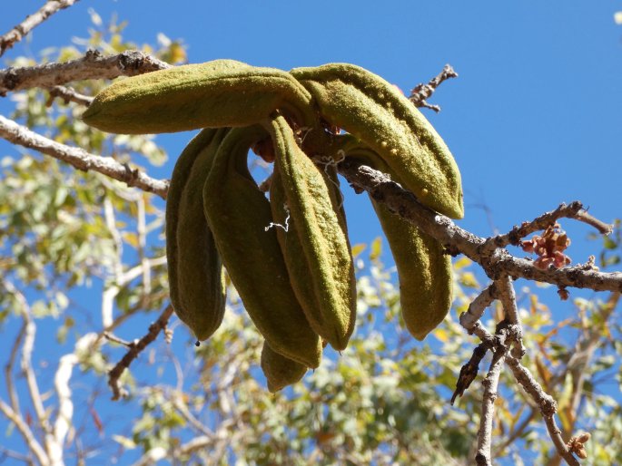 Brachychiton megaphyllus