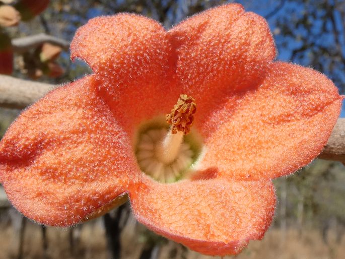 Brachychiton megaphyllus