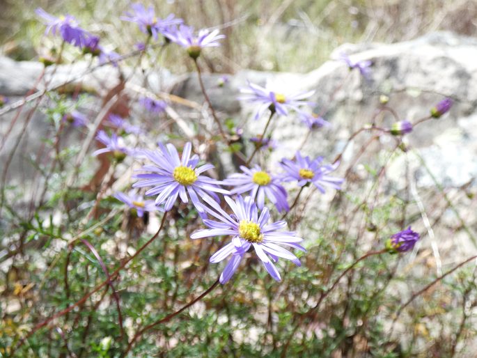 Brachyscome multifida