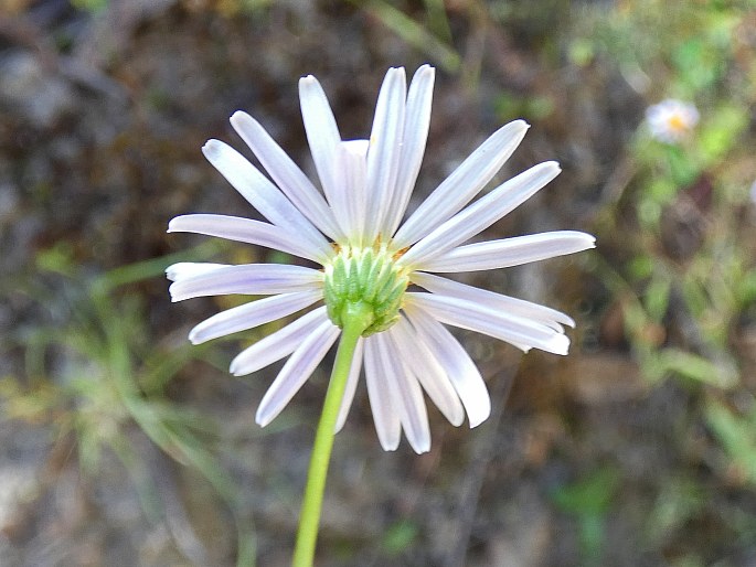 Brachyscome multifida