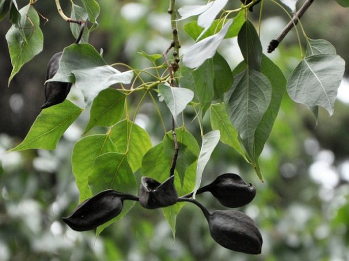 Brachychiton populneus