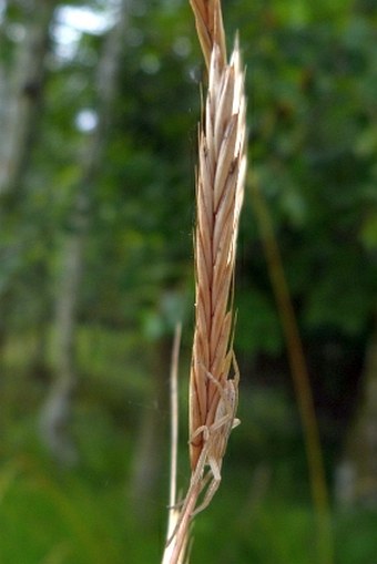 Brachypodium rupestre