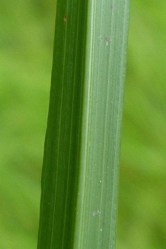 Brachypodium rupestre