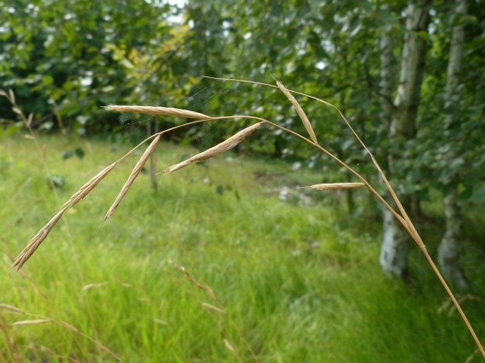 BRACHYPODIUM RUPESTRE (Host) Roem. et Schult. – válečka skalní / mrvica