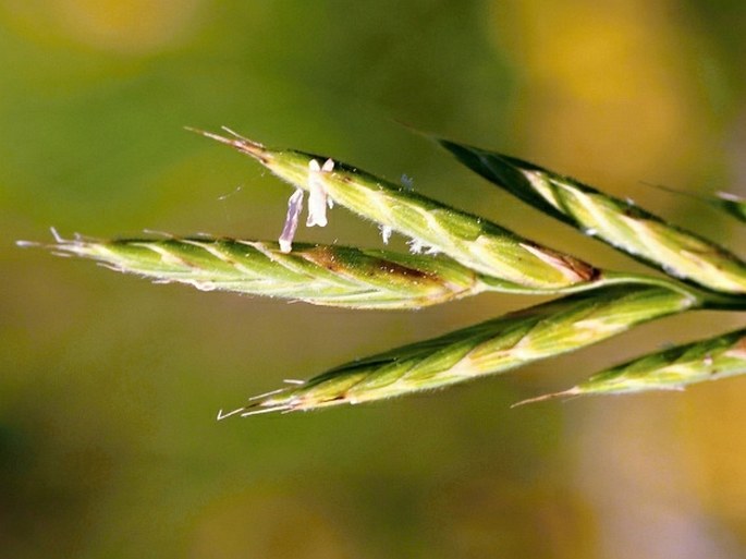 Brachypodium rupestre