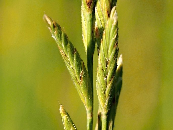 Brachypodium rupestre