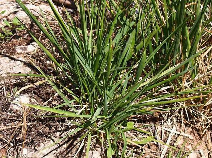 Brachypodium rupestre