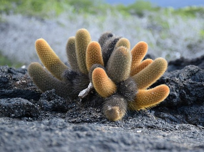 Brachycereus nesioticus