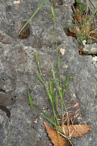 Brachypodium megastachyum