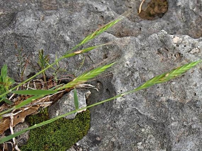 Brachypodium megastachyum