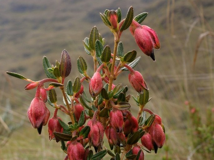 Brachyotum jamesonii