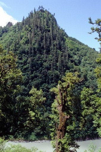 Brahmaputra