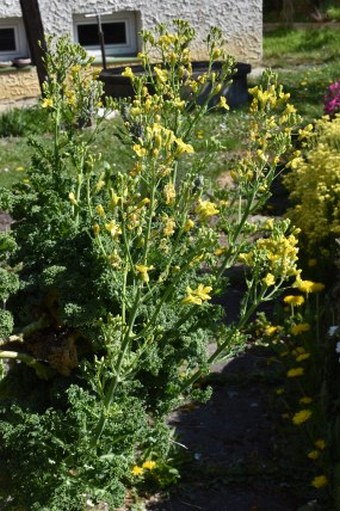 Brassica oleracea var. sabellica