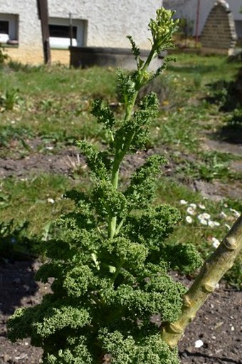 Brassica oleracea var. sabellica