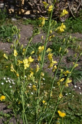 Brassica oleracea var. sabellica