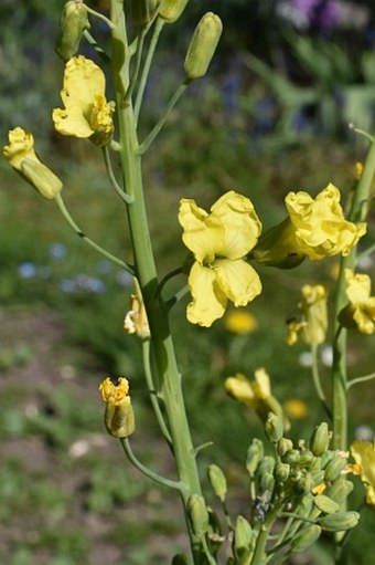 Brassica oleracea var. sabellica