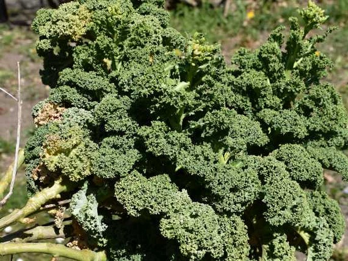 BRASSICA OLERACEA var. SABELLICA L. – kapusta kadeřavá (kadeřávek) / kel kučeravý