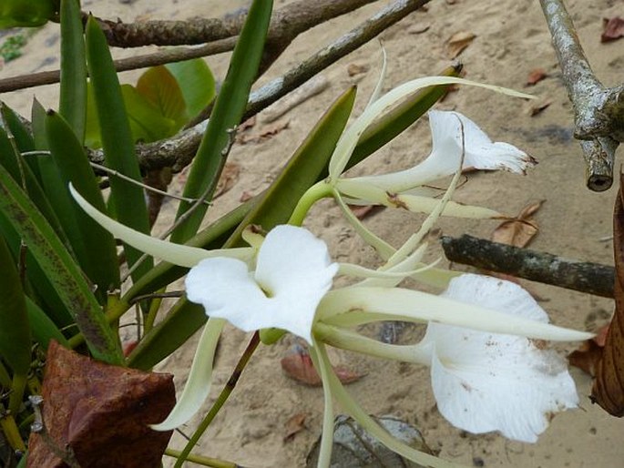 Brassavola grandiflora