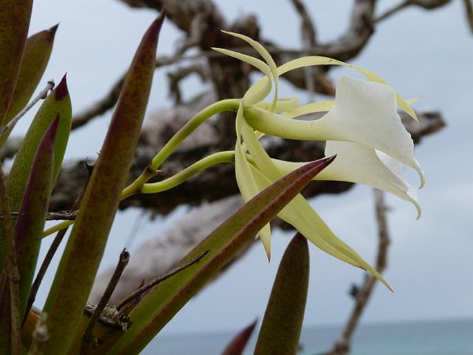 Brassavola grandiflora