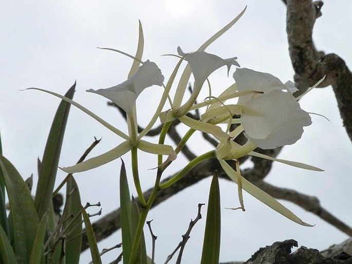 Brassavola grandiflora