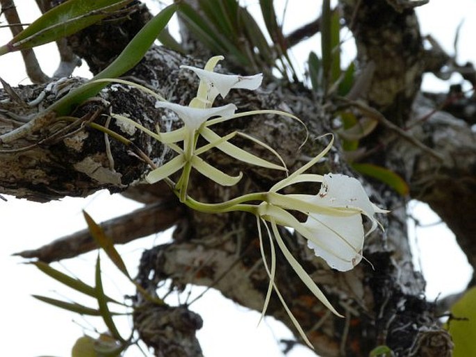 Brassavola grandiflora