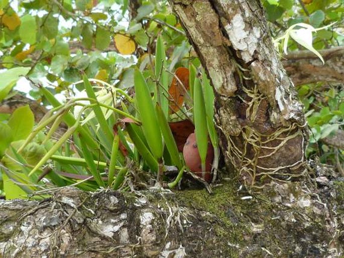 Brassavola grandiflora