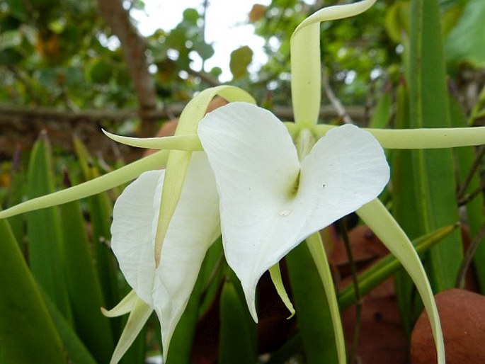 Brassavola grandiflora