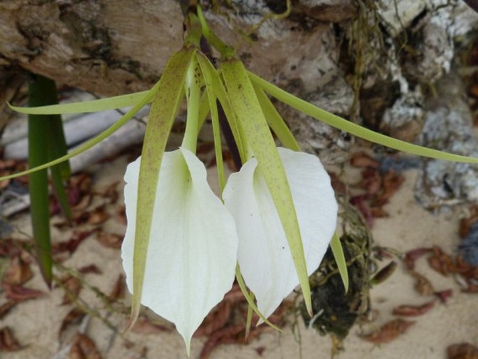 Brassavola grandiflora