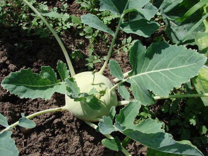 BRASSICA OLERACEA var. GONGYLODES L. – kedluben