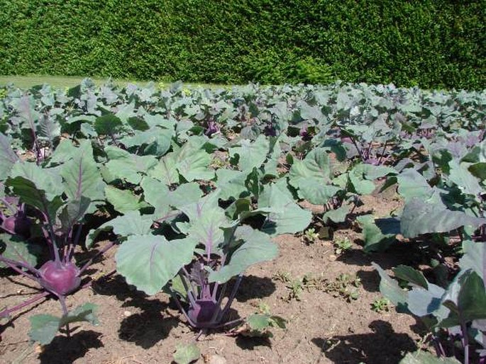 Brassica oleracea var. gongylodes