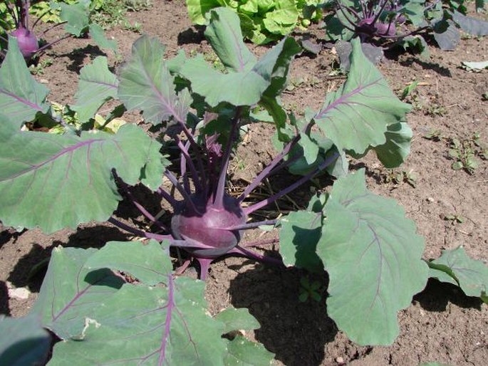 Brassica oleracea var. gongylodes