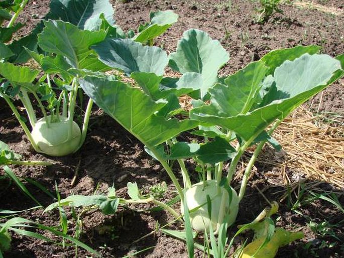 Brassica oleracea var. gongylodes