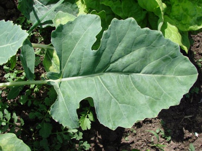 Brassica oleracea var. gongylodes