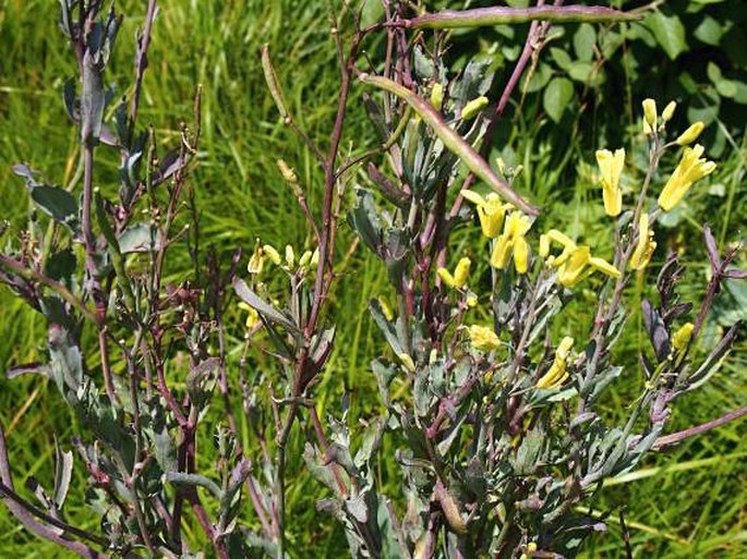 Brassica oleracea