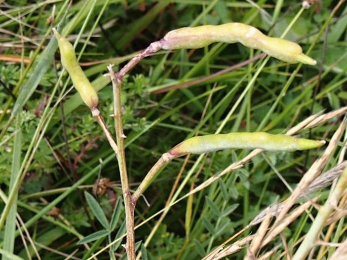 Brassica oleracea